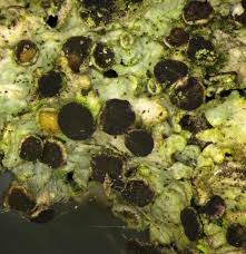 Attēlu rezultāti vaicājumam “Xanthoriicola physciae”