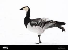 Attēlu rezultāti vaicājumam “Branta leucopsis adult”