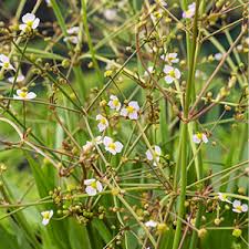 Attēlu rezultāti vaicājumam “Alisma lanceolatum”