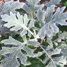 Attēlu rezultāti vaicājumam “Jacobaea paludosa leaf”