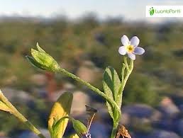 Attēlu rezultāti vaicājumam “Myosotis laxa subsp. baltica flower”