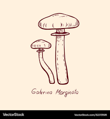 Attēlu rezultāti vaicājumam “Galerina marginata”