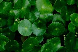 「銅錢草」的圖片搜尋結果