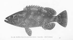 Image result for Epinephelus adscensionis