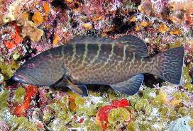 Image result for Mycteroperca microlepis