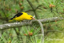 Attēlu rezultāti vaicājumam “Oriolus oriolus male”