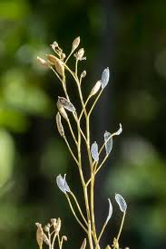 Attēlu rezultāti vaicājumam “Erophila verna fruit”