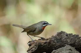 Image result for Luscinia sibilans