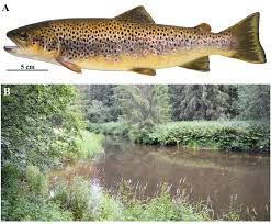Image result for Salmo trutta trutta