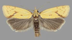 Attēlu rezultāti vaicājumam “Agapeta hamana”