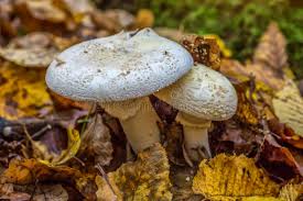 Attēlu rezultāti vaicājumam “Amanita strobiliformis”