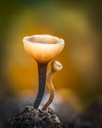 Attēlu rezultāti vaicājumam “Cribraria rufa macro”