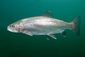 Image result for Oncorhynchus mykiss