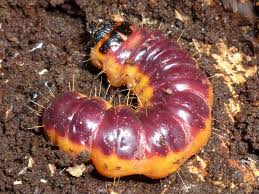 Attēlu rezultāti vaicājumam “Tetratoma ancora”