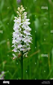 Attēlu rezultāti vaicājumam “Dactylorhiza fuchsii leaf”