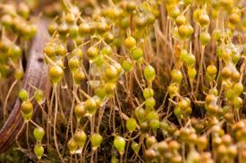Attēlu rezultāti vaicājumam “Physcomitrium pyriforme”