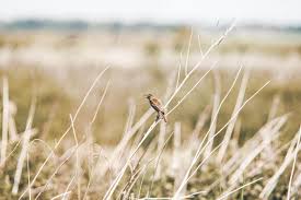 Attēlu rezultāti vaicājumam “Acrocephalus schoenobaenus”