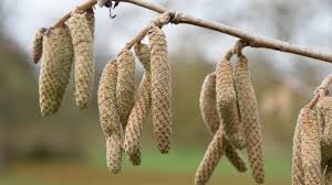 Attēlu rezultāti vaicājumam “Corylus colurna”