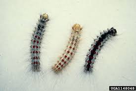 Attēlu rezultāti vaicājumam “Lymantria dispar”