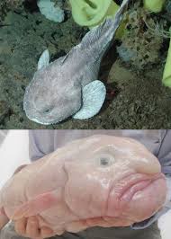 Image result for blobfish
