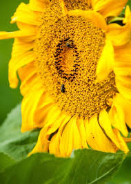 Attēlu rezultāti vaicājumam “Bucculatricidae”