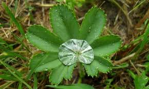 Image result for Alchemilla vulgaris