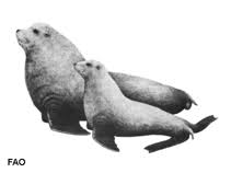 Image result for Eumetopias jubatus