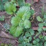 Attēlu rezultāti vaicājumam “Veronica agrestis leaf”