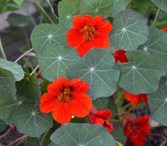 Image result for Tropaeolum minus