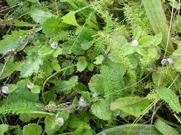 Attēlu rezultāti vaicājumam “Veronica chamaedrys leaf”