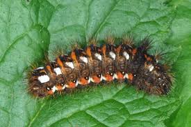 Attēlu rezultāti vaicājumam “Acronicta rumicis”