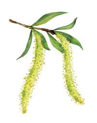 Attēlu rezultāti vaicājumam “Salix fragilis”