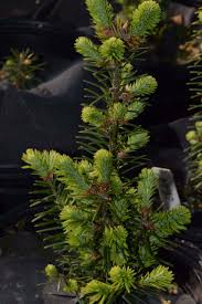 Attēlu rezultāti vaicājumam “Abies balsamea”