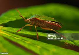 Attēlu rezultāti vaicājumam “Palomena prasina”