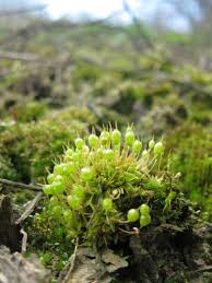 Attēlu rezultāti vaicājumam “Tortula truncata”