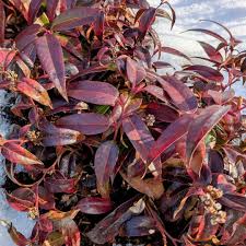 Attēlu rezultāti vaicājumam “Arthonia leucopellaea”