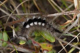 Attēlu rezultāti vaicājumam “Gynaephora selenitica”