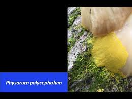 Attēlu rezultāti vaicājumam “Physarum virescens sessile”