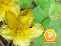 Image result for Seekanne