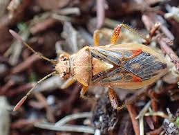 Attēlu rezultāti vaicājumam “Rhopalus maculatus”