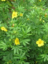 Attēlu rezultāti vaicājumam “Pentaphylloides fruticosa leaf”