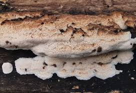 Attēlu rezultāti vaicājumam “Ceriporiopsis aneirina”