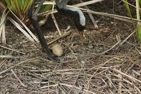 Attēlu rezultāti vaicājumam “Grus grus nest”