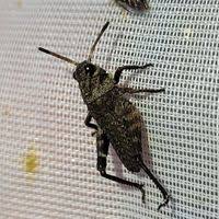 Attēlu rezultāti vaicājumam “Psophus stridulus”