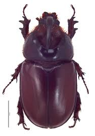 Attēlu rezultāti vaicājumam “Oryctes nasicornis male”