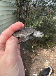 Image result for Malaclemys terrapin