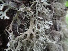 Attēlu rezultāti vaicājumam “Ramalina pollinaria”