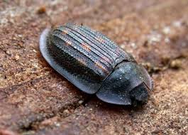 Attēlu rezultāti vaicājumam “Ostoma ferruginea”