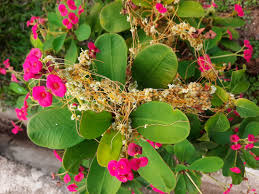 Attēlu rezultāti vaicājumam “Cuscuta europaea flower”