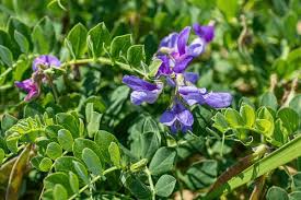 Attēlu rezultāti vaicājumam “Lathyrus japonicus subsp. maritimus flower”